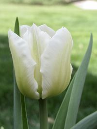 Close-up of white flowering plant