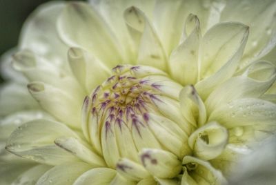Close-up of white flower