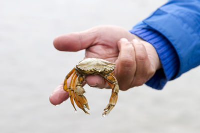 Close-up of hand holding crab on beach