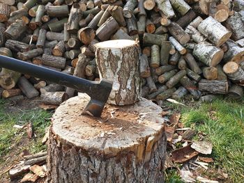 Stack of logs on field in forest