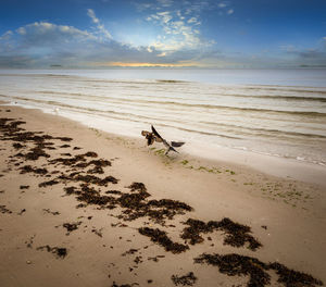 View of a dog on beach