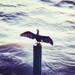 Swan perching on lake