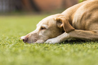 Close-up of dog lying on grass