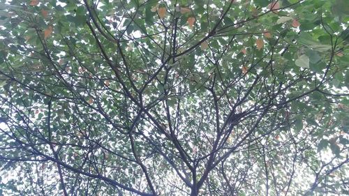 Low angle view of tree against sky