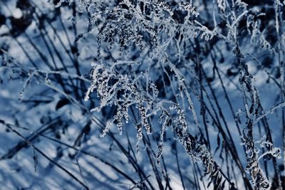 Close-up of snow covered plants against trees