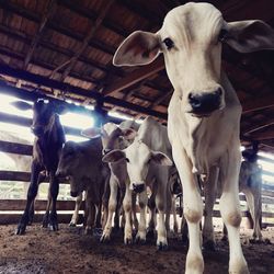 Cows standing in stable