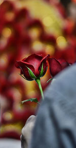 Close-up of red flower