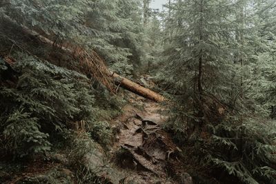 Pine trees in forest