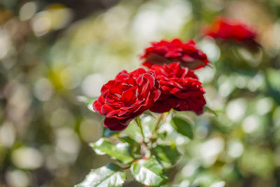 Close-up of red rose