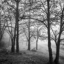 Trees on field in forest