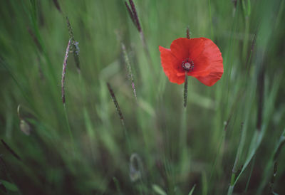 Close-up of red poppy flower