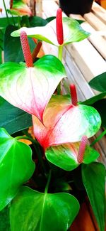 High angle view of flowering plant