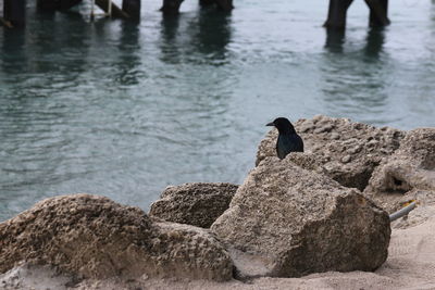 Bird perching on rock in sea