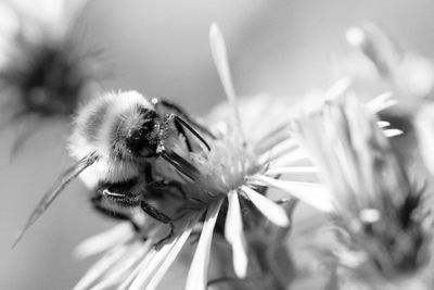 Close-up of insect on flower