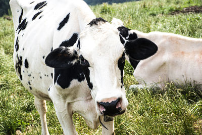 View of cow on field