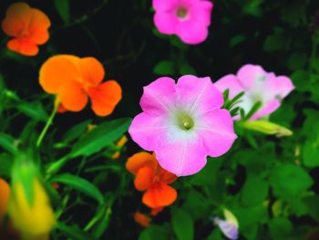 Close-up of various flowers blooming outdoors