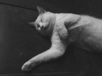 Close-up of cat lying down