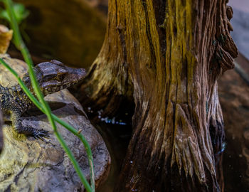 Close-up of tree trunk