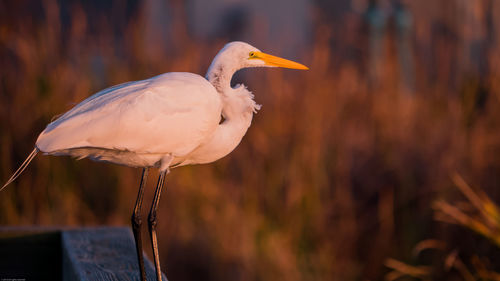 Close-up of birds on railing