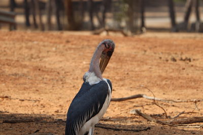 Close-up of bird on field