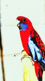 Low angle view of parrot perching on branch