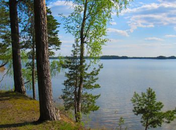 Scenic view of lake in forest against sky