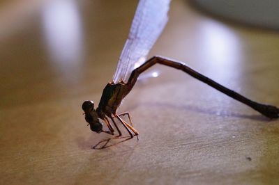 Close-up of damselfly on wooden table