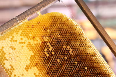 Close-up of honey comb on a frame