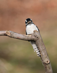 Downy woodpecker