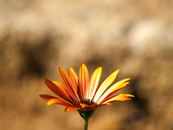 Close-up of yellow flower blooming outdoors