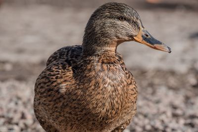 Close-up of bird