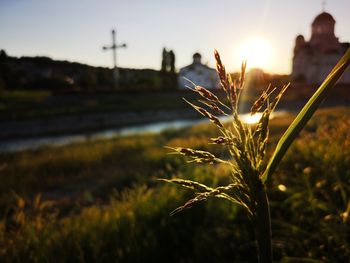 Close-up of plant growing on field against sky during sunset