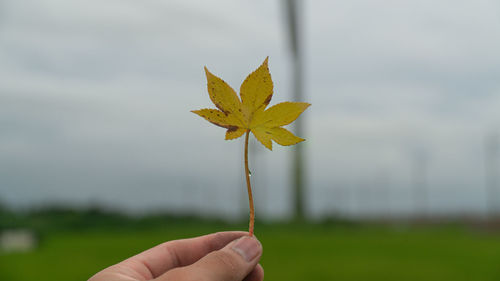 Person holding leaf