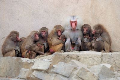 Row of monkeys sitting together
