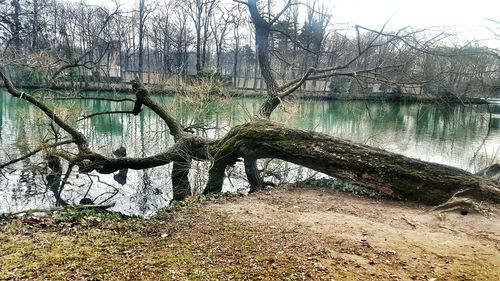 Bare trees by river