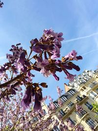 Low angle view of tree against sky