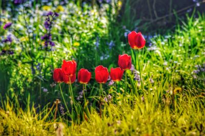 Close-up of red tulip flowers in field