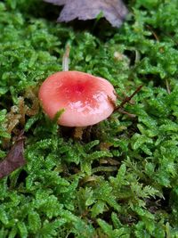 Close-up of mushrooms growing on mushroom