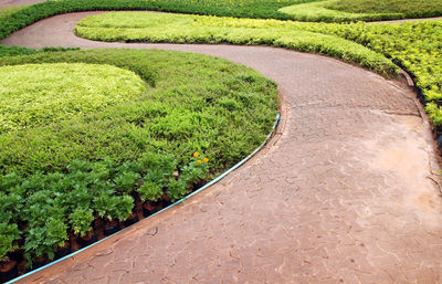 Plants growing on field