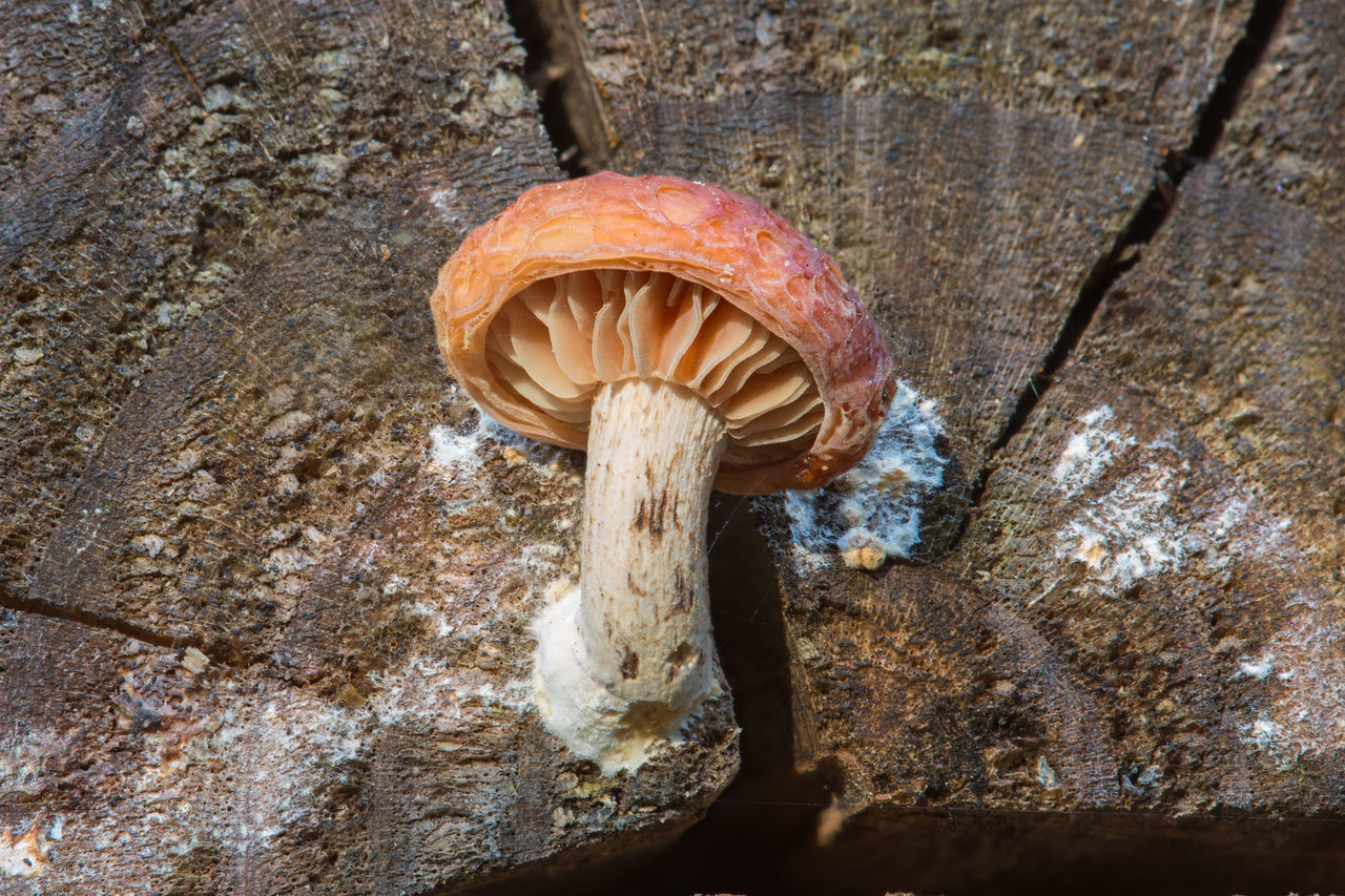 CLOSE-UP OF MUSHROOM ON TREE TRUNK