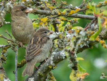 Close-up of bird perching on tree