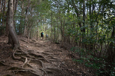 Rear view of man amidst trees in forest