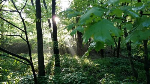 Trees in forest