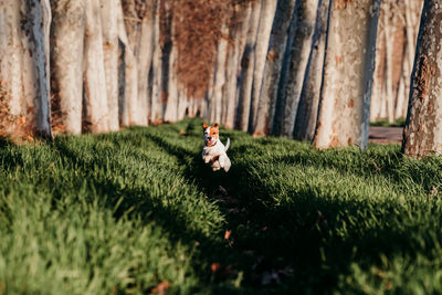 Small dog sitting on tree trunk