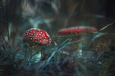 Close-up of red fly agaric mushroom growing on land