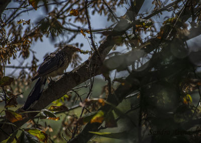 Low angle view of bird perching on tree