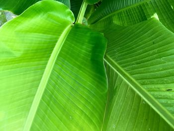 Full frame shot of palm leaves
