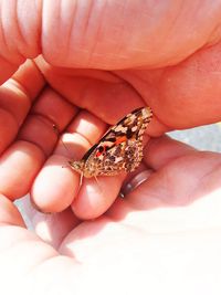 Close-up of hand holding butterfly