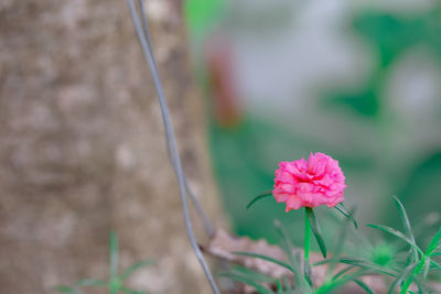 Close-up of pink flowering plant