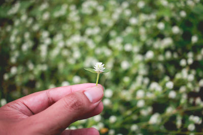 Close-up of hand holding flower against blurred background